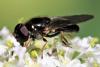 Cheilosia soror
